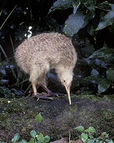 NZ a world leader in island conservation, says new research 