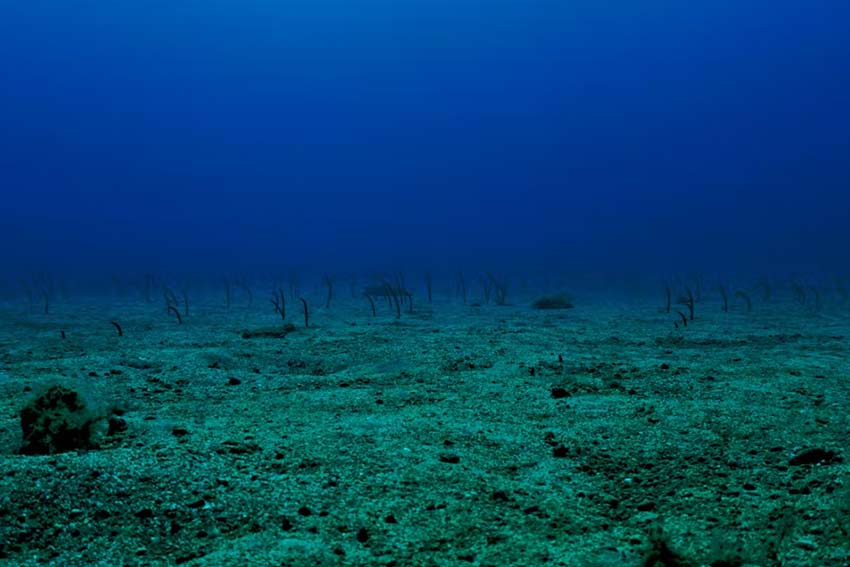 What will NZ decide about seabed mining?  