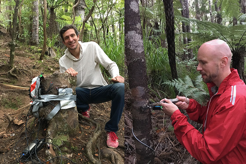 Sebastian Leuzinger and Martin Bader doing research with kauri trees