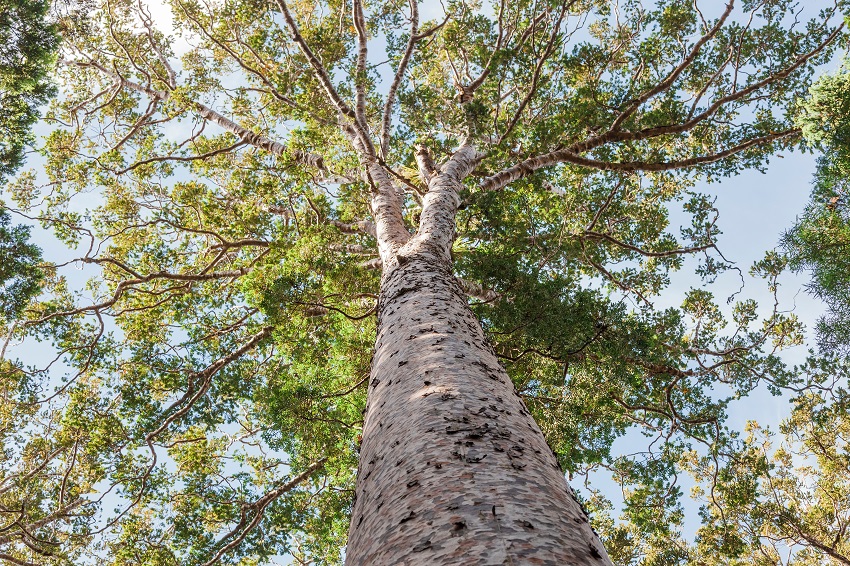 Are we gaining or losing native forest? 