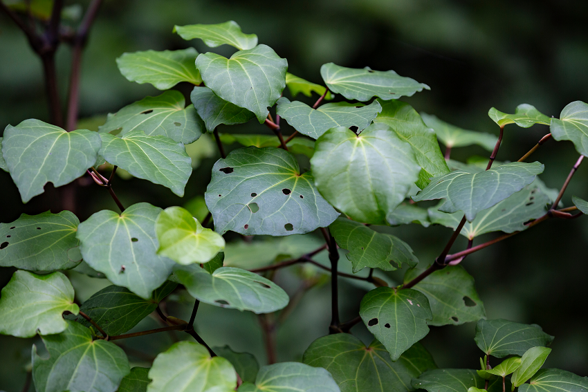 Kawakawa