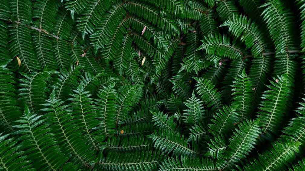 NZ native ferns close up