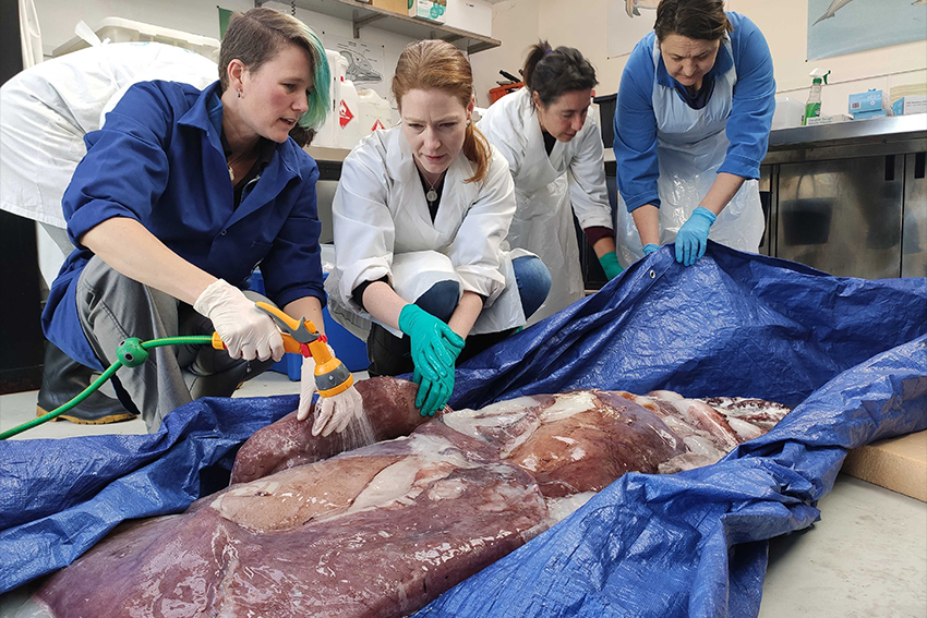 Scientists dissect squid named by alum