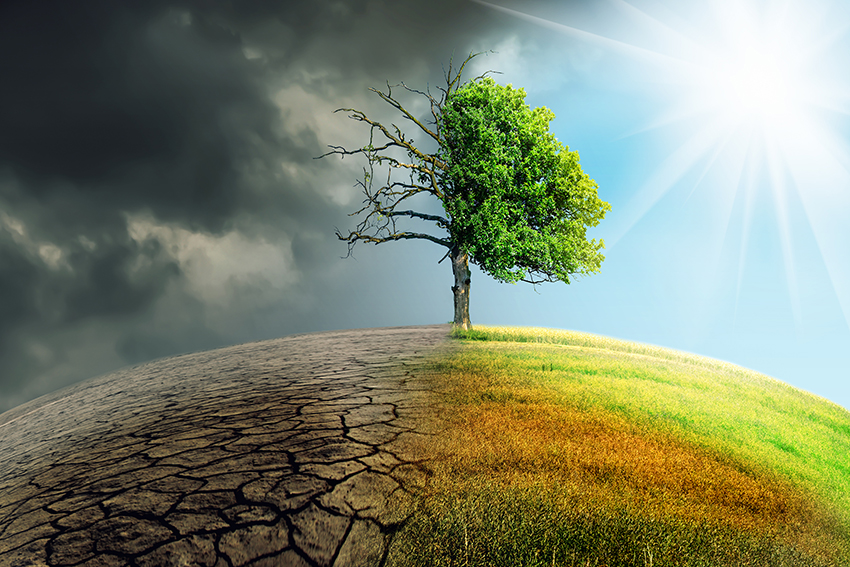 Illustration of a tree in a field with one half affected by climate change and the other healthy and green.