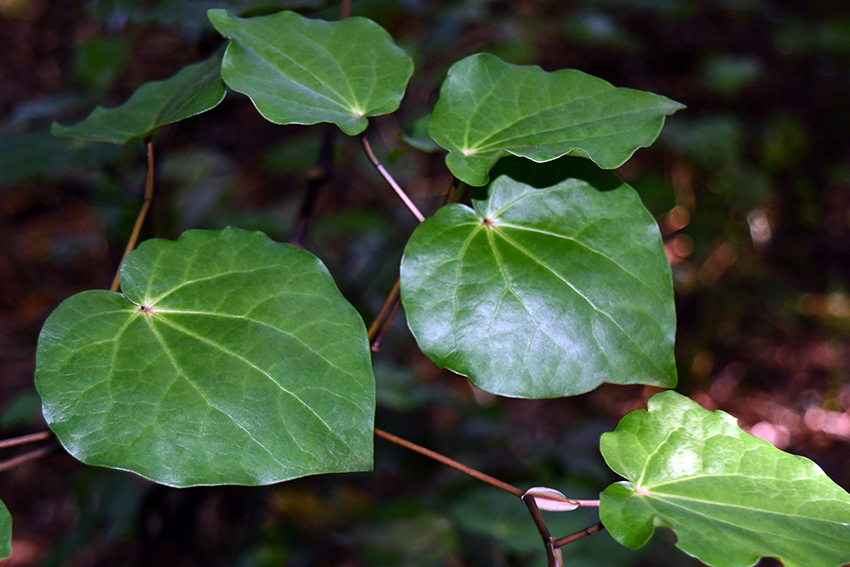 Kawakawa