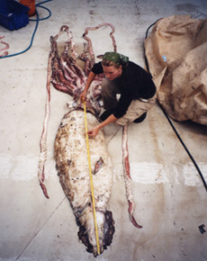 Giant Squid at Auckland Museum