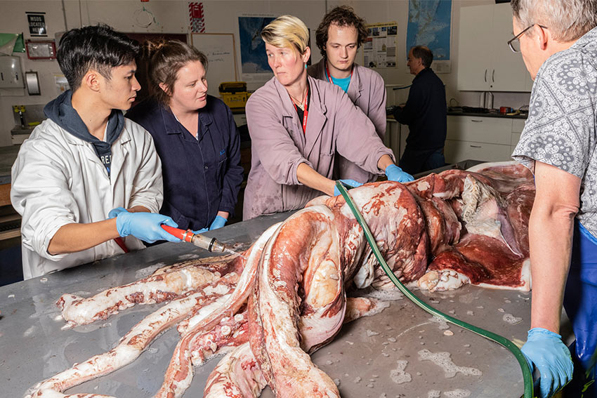 ALCES lab members examine a giant squid
