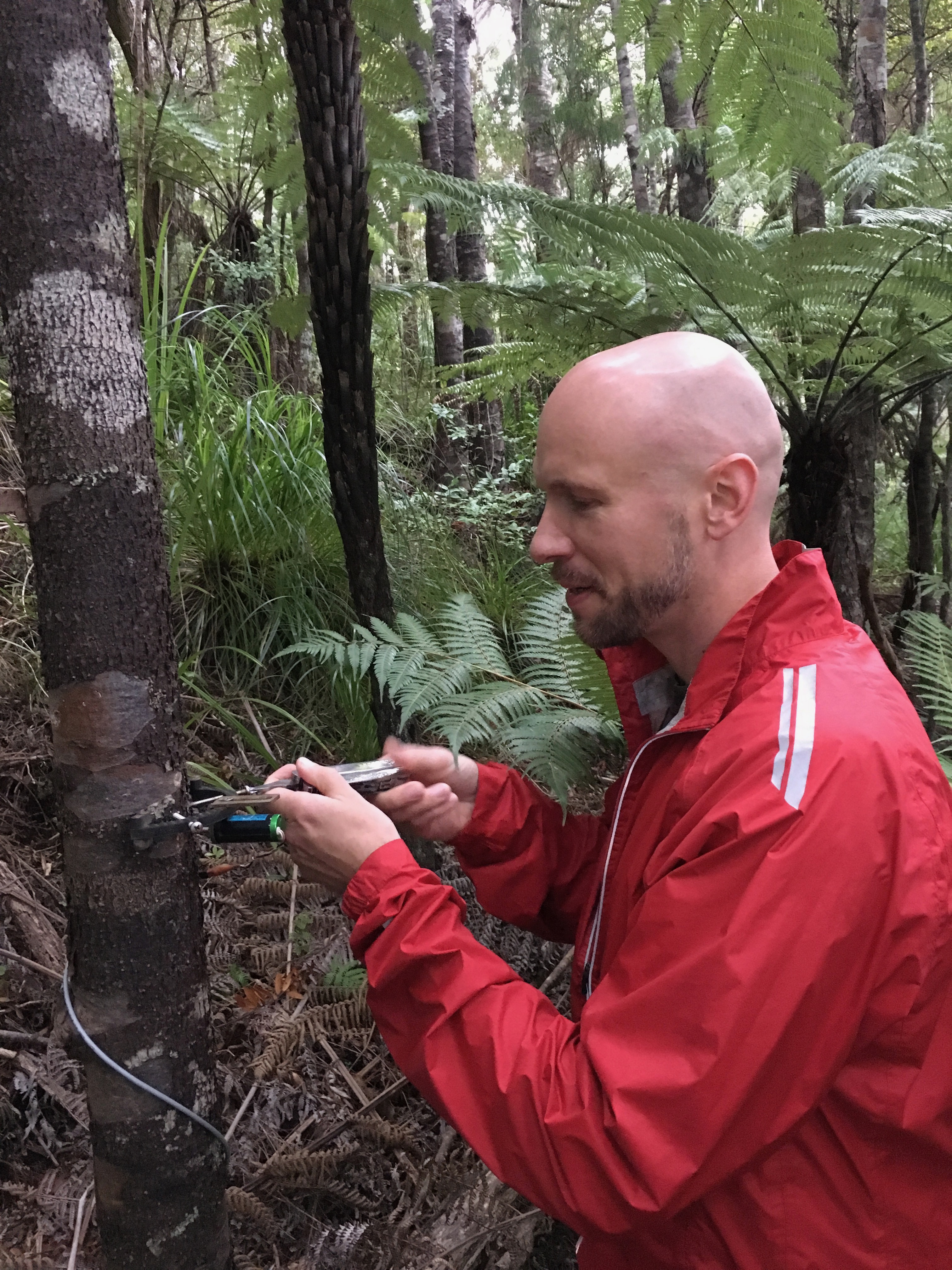 Martin Bader with young kauri tree