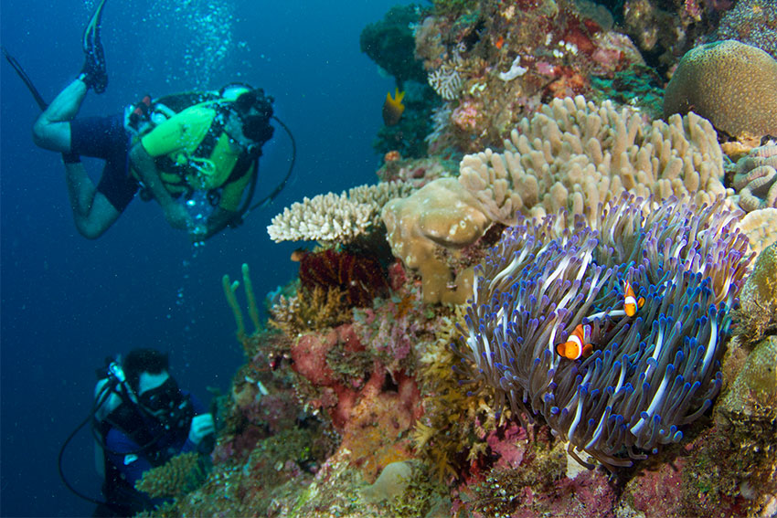 A pair of anemonefish hiding from divers in tentacles of their host anemone. Picture by Evan Brown, Auckland University of Technology, taken during an AUT marine biology fieldtrip for Pacific Island Ecosystems to the Solomon Islands