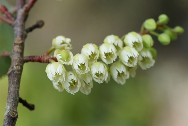 Pokaka, Elaeocarpus hookerianus