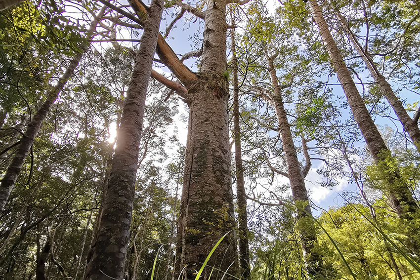 Helping solve kauri dieback disease