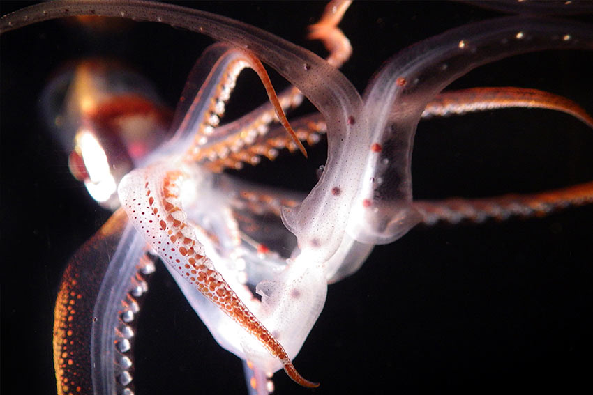 Chiroteuthis calyx, a deep-sea squid