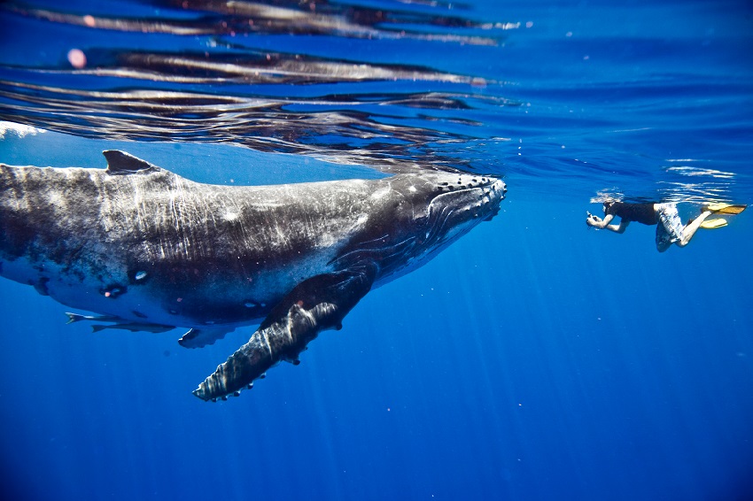 Swimming with whales know the risks