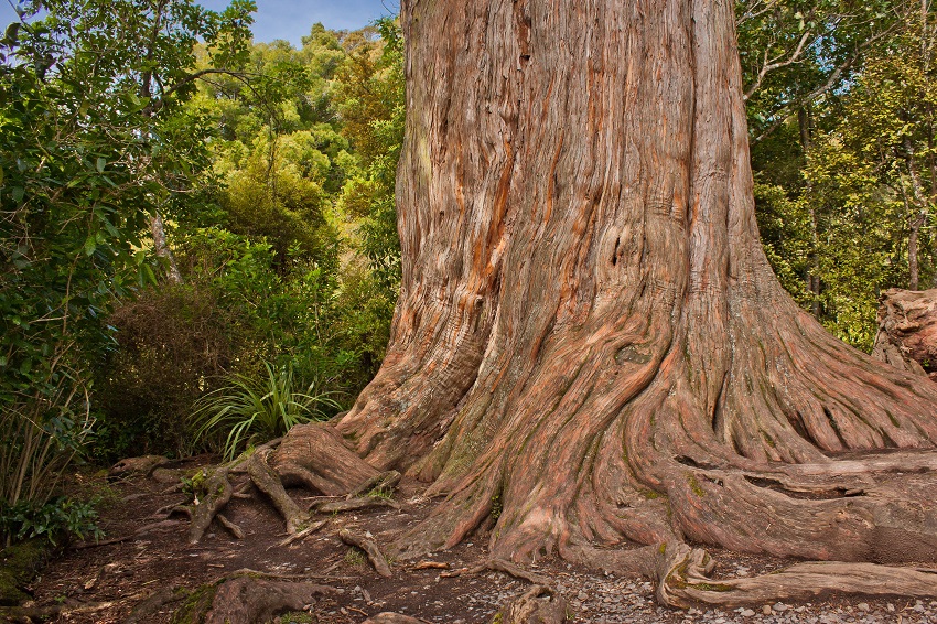 Leafless Kauri stump