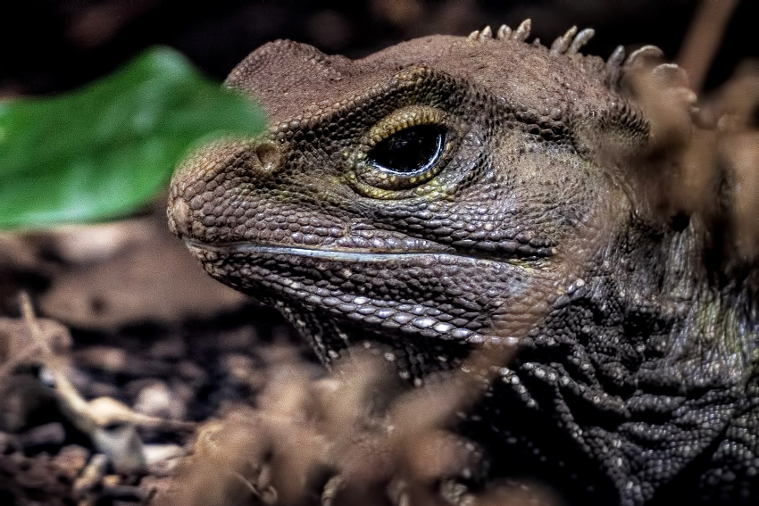 Tuatara