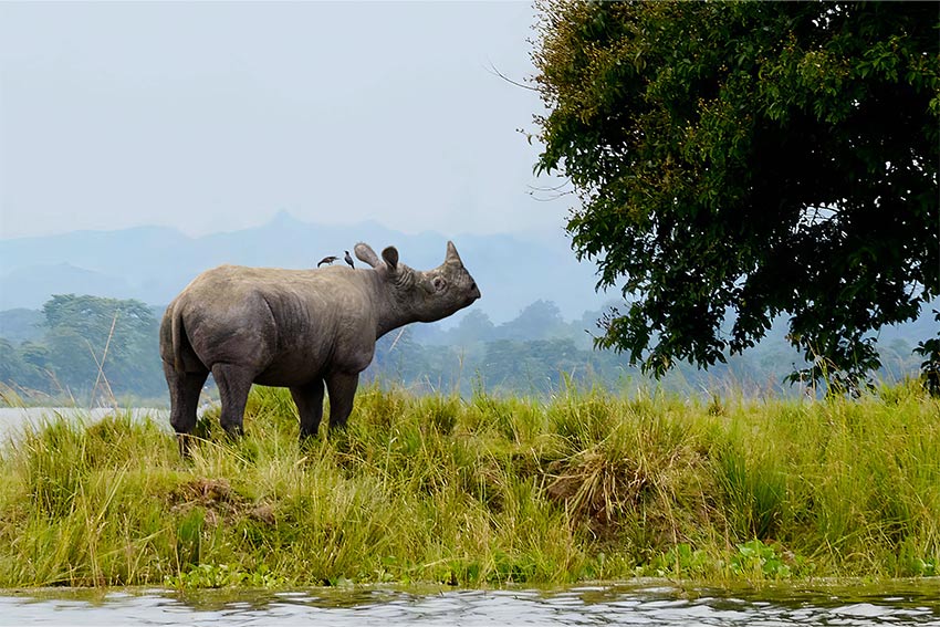 Animating extinct megafauna
