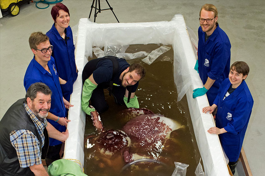 ALCES lab members examining a colossal squid