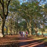 Walking trail at Cornwall Park, Auckland