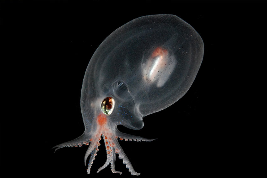 Japetella, a gelatinous deep-sea octopus