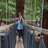 Redwoods Treewalk, Whakarewarewa, Rotorua