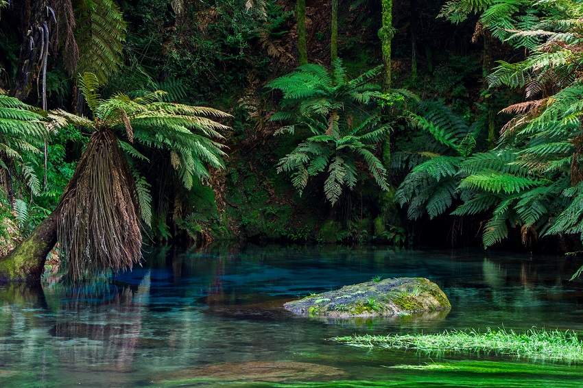 Reconsidering the ecological impact of introduced species in NZ