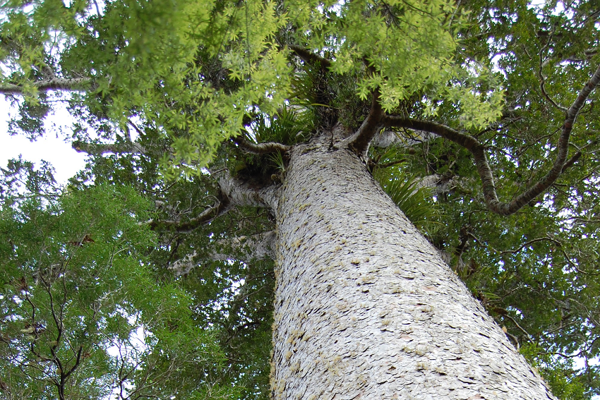 Indigenous names valuable to science