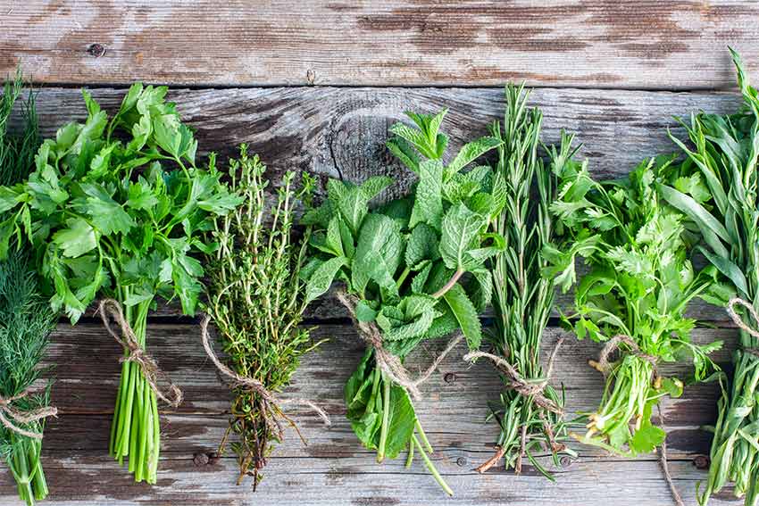 Garden Herbs 