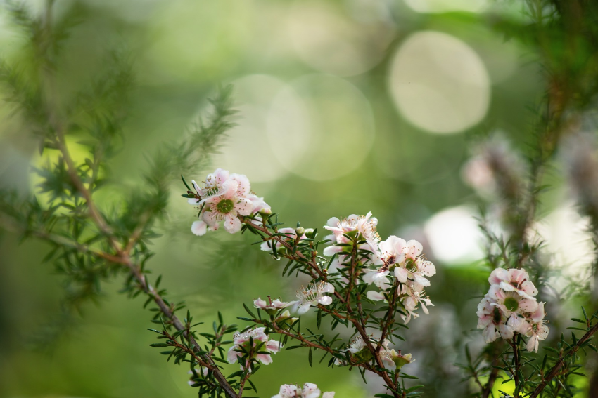 Kanuka branch flowers on nature background.