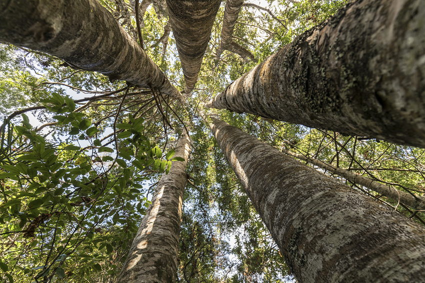 Kauri tree