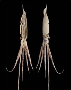 Giant squid gets radical plastic surgery