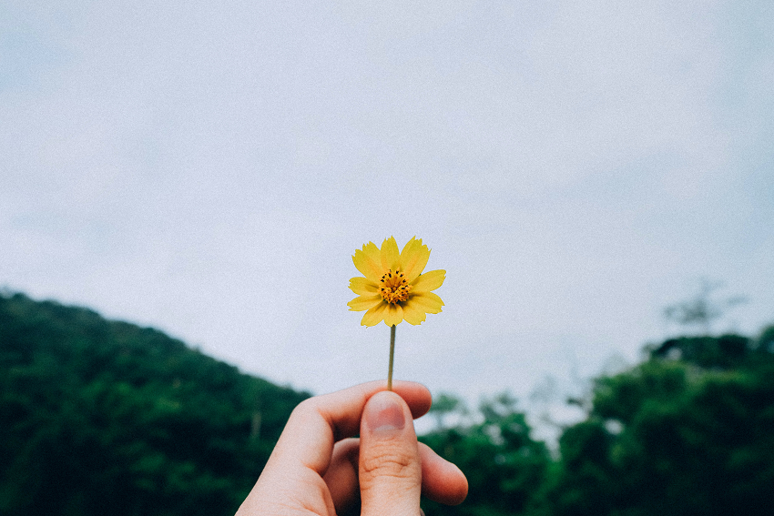 Yellow flower 