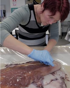 Giant squid dissection held at AUT University