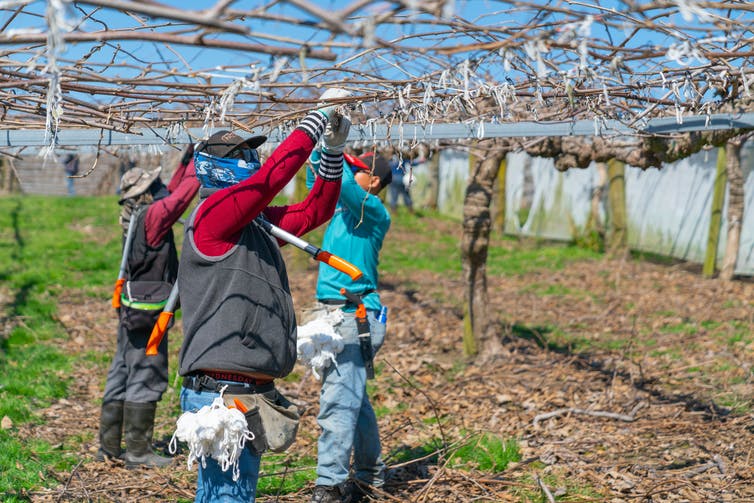 Seasonal workers in the field