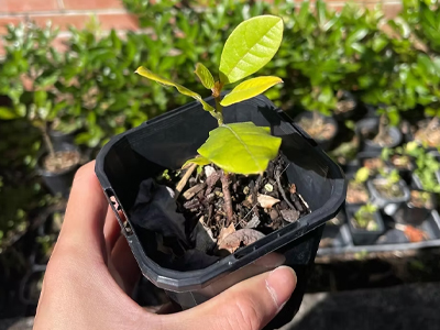 Plant a tree