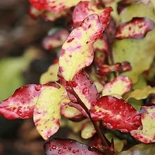 Horopito plant