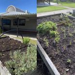 Impressions from AUT's community gardens