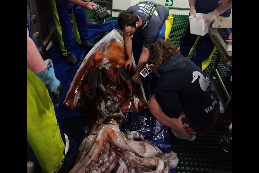PhD student makes the cut with big squid