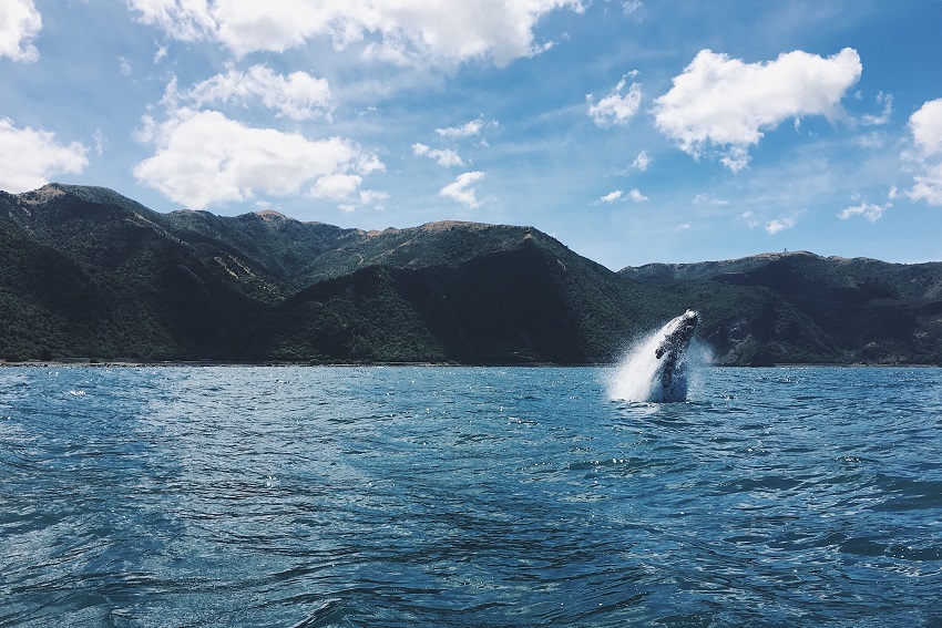 Whale in Kaikoura