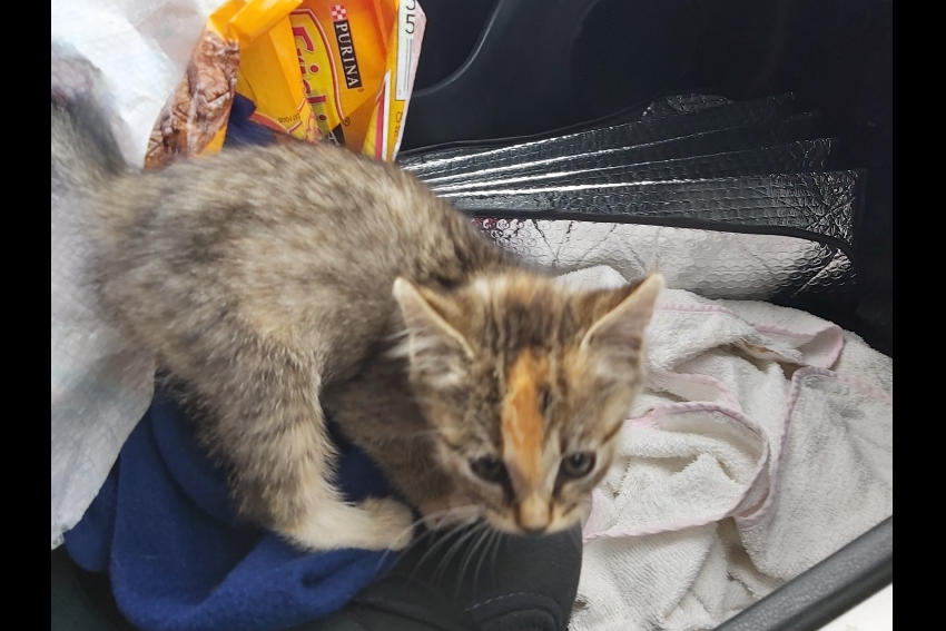 Furry friend found by Estates team