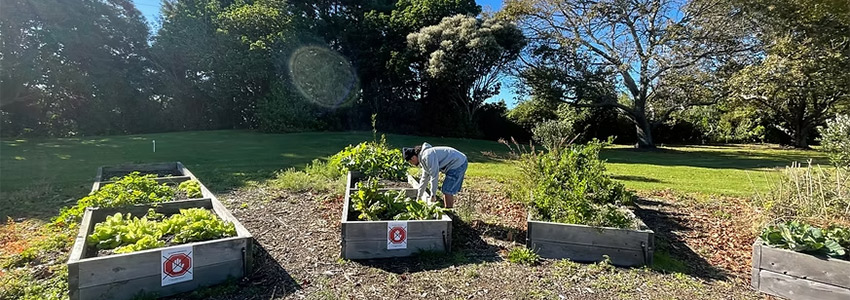 Raised garden beds at the South Campus