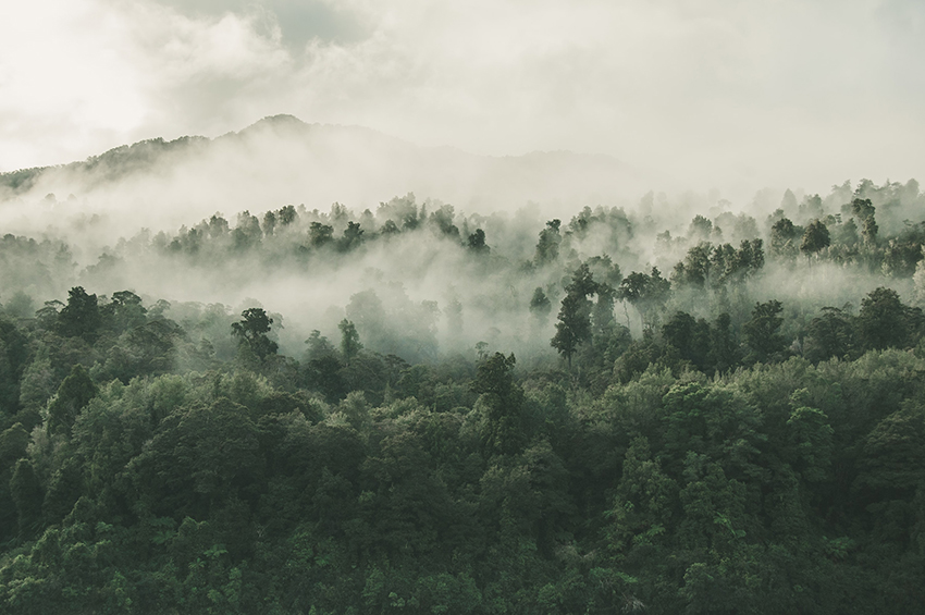 A misty forest.