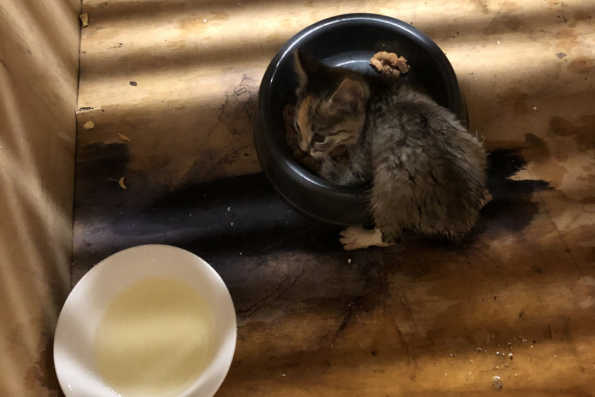 Kitten in box